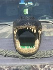 Gator Head 23 Inch From Massive 13 Foot Wild Louisiana Gator