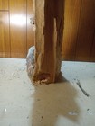 Taxidermy  Creative Wood Carver   Diy