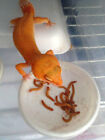 Live Mealworms - Free Shipping  Bulk  Grown Organic In Texas  100-5000 