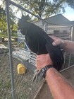 5  Ayam Cemani Hatching Eggs Fast Shipping Npip Certified