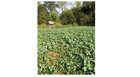 Deer Food Plot Seed Attract Deers To Property Adaptive Versatile 7 Seeds 10 Lbs
