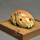 Crab Specimen Calappa Philargius  Museum-quality Taxidermy   Display Box