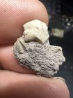 Rare Pennsylvanian Age Trilobite In Matrix From Brownwood  Texas  Wilson Claypit