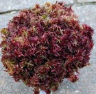 Live Sphagnum Moss Raspberry Plum Crisp Fresh Cleaned Maine 