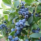 Blueberry -  sunshine Blue  - Vaccinium  southern Highbush 