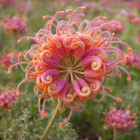 20 Passion Bee Beautiful Rare Seeds For Your Garden Or Yard Colorful Flowers
