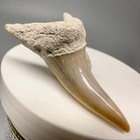 Colorful And Uncommon 2 02  Fossil Shortfin Mako Shark Tooth - Aurora  Nc