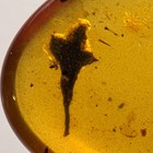 Unusual Flower In Burmese   Burmite Amber Fossil   100  Genuine Amber 