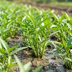 300pcs Water Spinach Seeds Ong Choy Leafy Vegetable Seeds For Home Cultivation