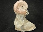 Iridescent Ammonite Fossil On Rainbow Pyrite  Volga River Saratov Russia 111gr