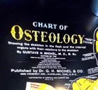 Vintage 1920 Osteology Chart   32 X 46  By Dr  Gustave H  Michel   Co 