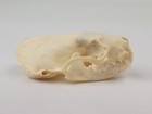 Real American Mink Skull - Neogale Vison - American Sourced