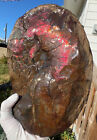 10 4  Complete Ammolite Placentarias Meeki Fossil Gemstone   Stand   Certificate