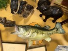 Vintage 20    Largemouth Bass Taxidermy Mount     Real Skin     Wall Plaque 1980s