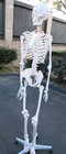 Medical School Human Skeleton Anatomical Anatomy Model With Rolling Stand New