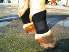 Bedsore Boots For Horses Veterinarian Approved Avoid Pressure Sores Comfortable