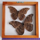 Real Framed Butterflies 2 Amazing Butterflies Blue Morpho Mounted Double Glass 