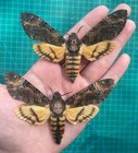 1 Real Moth