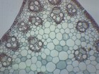 Monocot Stem - Prepared Microscope Slide - 75x25mm - Eisco Labs