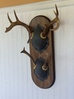 2 Whitetail Buck Deer Antler Racks Mounted Ontario Canada With Tag Vintage