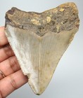 Megalodon Shark Tooth Real Fossil 3 32    - No Restorations Prehistoric Shark Meg