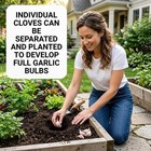 Hardneck Garlic Bulbs For Planting  Large Cloves For Home Gardens