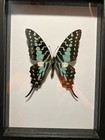 Real Dried Insect butterfly moth frames  B2454  Framed Blue Graphium Antheus 