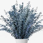 Pcs Real Dried Eucalyptus Stems  17  Blue-green Preserved Eucalyptus Stems 26