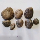 8 Lightly Spray Coated Petoskey Stones 7 83oz Raw Michigan Fossil Rocks 