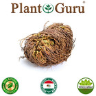 Jericho Flower - 3 Pack - Rose Of Jericho  Resurrection Flower  Whole Dried Herb