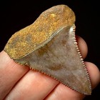 Great White Shark Tooth 1 85  Megalodon Teeth Era Fossil Unrestored