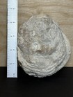 Fossilized Oyster Shell Cluster Lee Creek Nc Coastal Plain Fossil Specimen