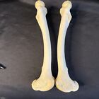 Antelope Femur Lot Of 2 Real Animal Doe Bones Craft Art Taxidermy Anatomy Tool