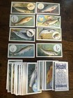 1910 Wills Reproduction Fish   Bait Full Set 1990