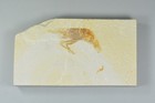 Bechleja Rostrata  Shrimp Fossil  Green River Formation  Wyoming
