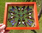 Real Framed Butterflies 9 Amazing Butterflies Mounted Double Glass 