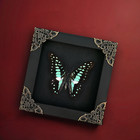 Gift For Lover Real Butterfly Taxidermy Frame Art Gallery Collection Oddities