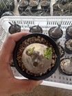 Pachypodium Rosulatum Var  Gracilius  pachypodium Rosulatum Var  Gracilius