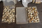 Vintage Lot Of Dentures False Teeth  Molds  Pulled Teeth  Crowns Oddities Dental