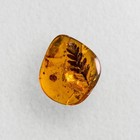 Stunning Leaves Inclusion In Burmese   Burmite Amber Fossil   100  Genuine Amber