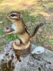 New Chipmunk Taxidermy  Chipmunk Mount And Skull Combo  Squirrel Taxidermy  Gift