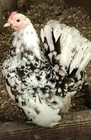 12   Fertile Serama Chicken Hatching Eggs