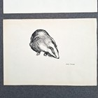Original Drawing Of Badgers Vintage Sketch Wall Art Study Bundle A3 Signed 1960s