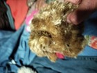     Vintage 2013 Dan Dee Collectors Choice Brown Plush Teddy Bear Stuffed Animal