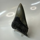Megalodon Shark Tooth 4 00 Inch - Beautiful - Authentic Fossil - Carolina 20395