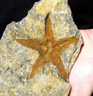 Giant Five-armed Protaster Starfish Fossil - Fabulous Color And Detail 
