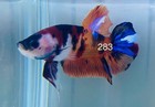 Betta Nemo Koi Male Multi Live Fish Usa High Quality  283