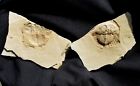 Large  Detailed Mazon Creek Split Pair Euproops Crab Fossil - Found In Shale 