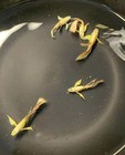 10    Live  24k Full Gold Guppy Young Adults     high Quality       