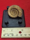 Rare 1 25  Dactylioceras Communis Ammonite Jurassic Schlaifhausen W  Germany 